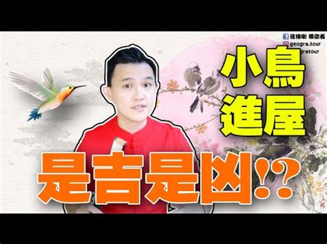 雀鳥飛入屋|【麻雀飛進家裏代表什麼】麻雀飛進家裡代表什麼？福禍吉凶大公。